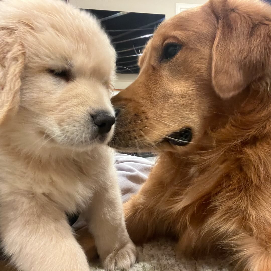 @blue.bear.goldens